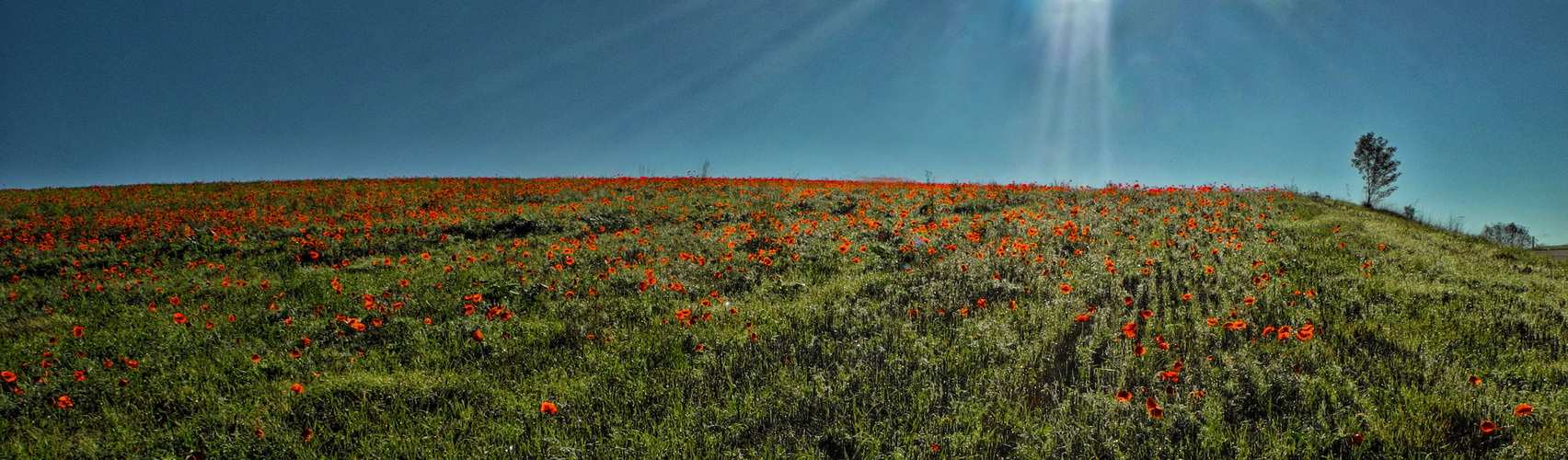 Ein Feld voller Mohnblumen....