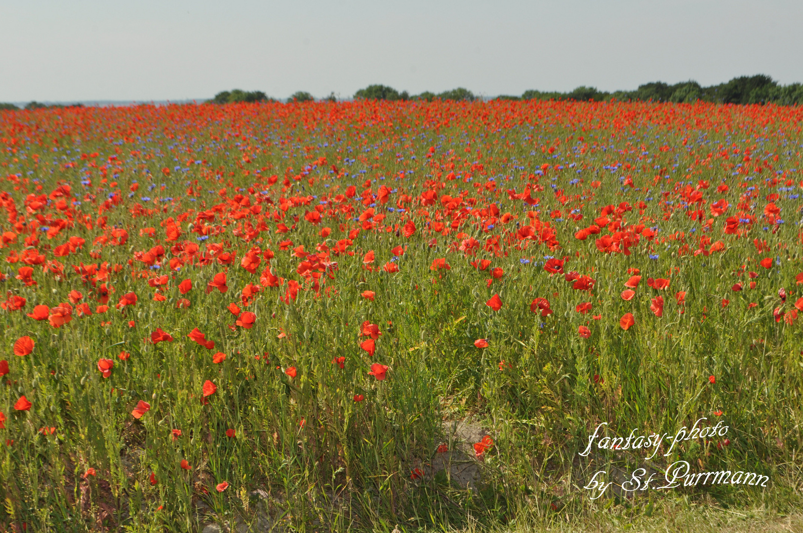 Ein Feld voller Mohnblumen !