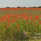 Ein Feld voller Mohnblumen !