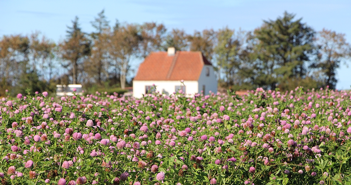 Ein Feld voller rosa Glück