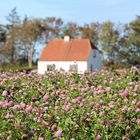 Ein Feld voller rosa Glück