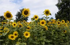 Ein Feld voller Sonne