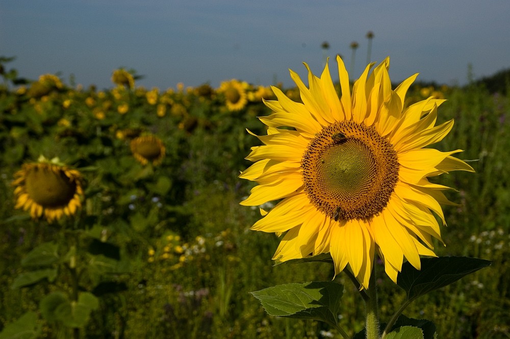 Ein Feld voller Sonne