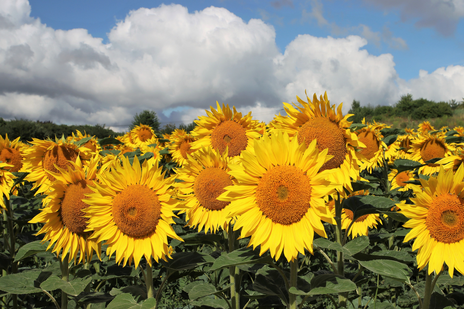 Ein Feld voller Sonnenblumen