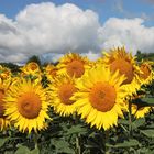 Ein Feld voller Sonnenblumen