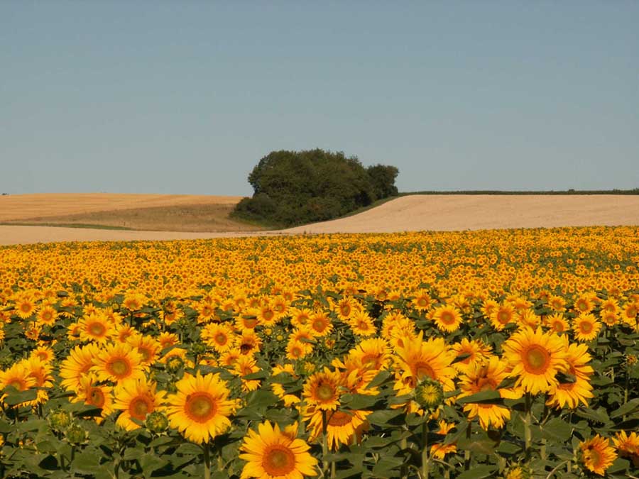 Ein Feld voller Sonnenschein