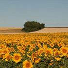 Ein Feld voller Sonnenschein