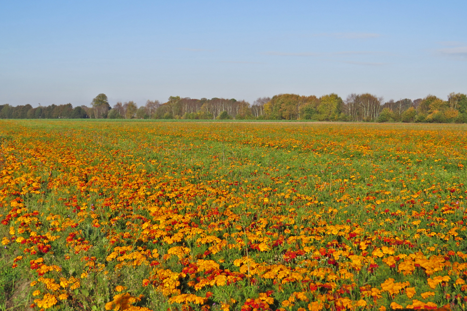 ein Feld von blühenden Studentenblumen (Tagetes) am 2. November 2014!