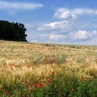 Ein Feld wie aus einen Gemälde...