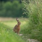 Ein Feldhase im Juni