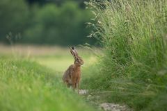 Ein Feldhase im Juni