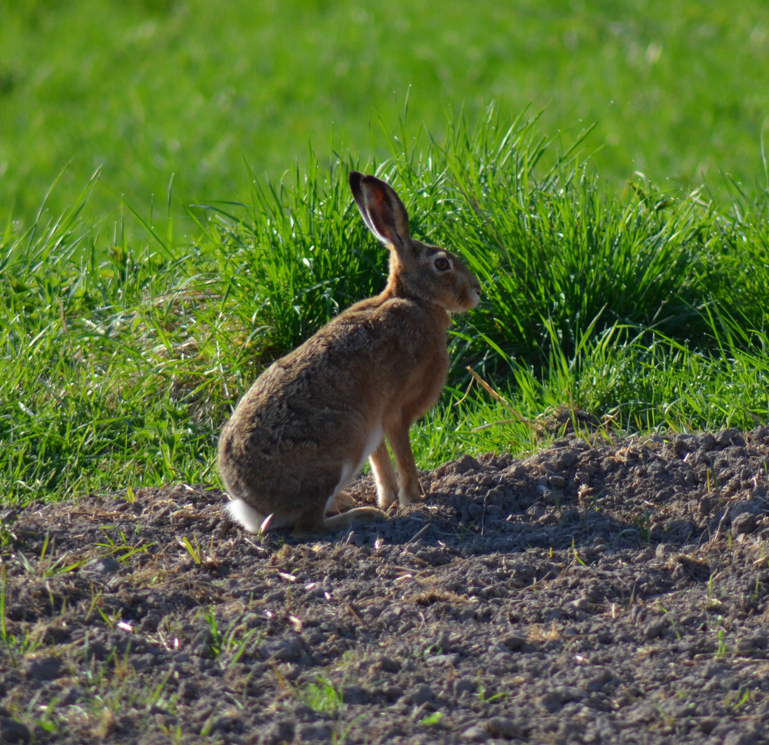 Ein Feldhase in Position!