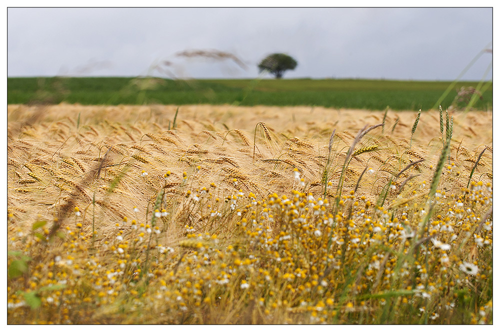 Ein Feldrand ...