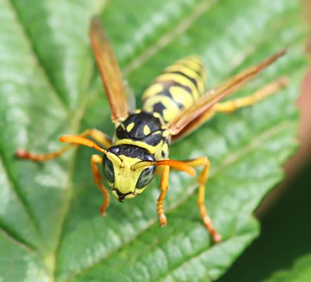 ein Feldwespen-Drohn