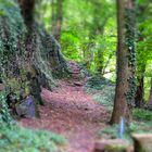 Ein Felsentreppe im Wald