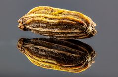 Ein Fenchel-Samen