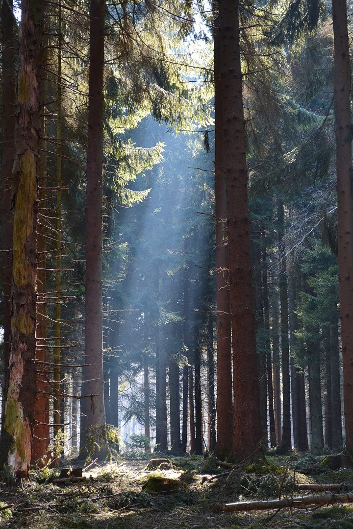 ein Fenster geht auf im Wald