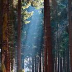 ein Fenster geht auf im Wald