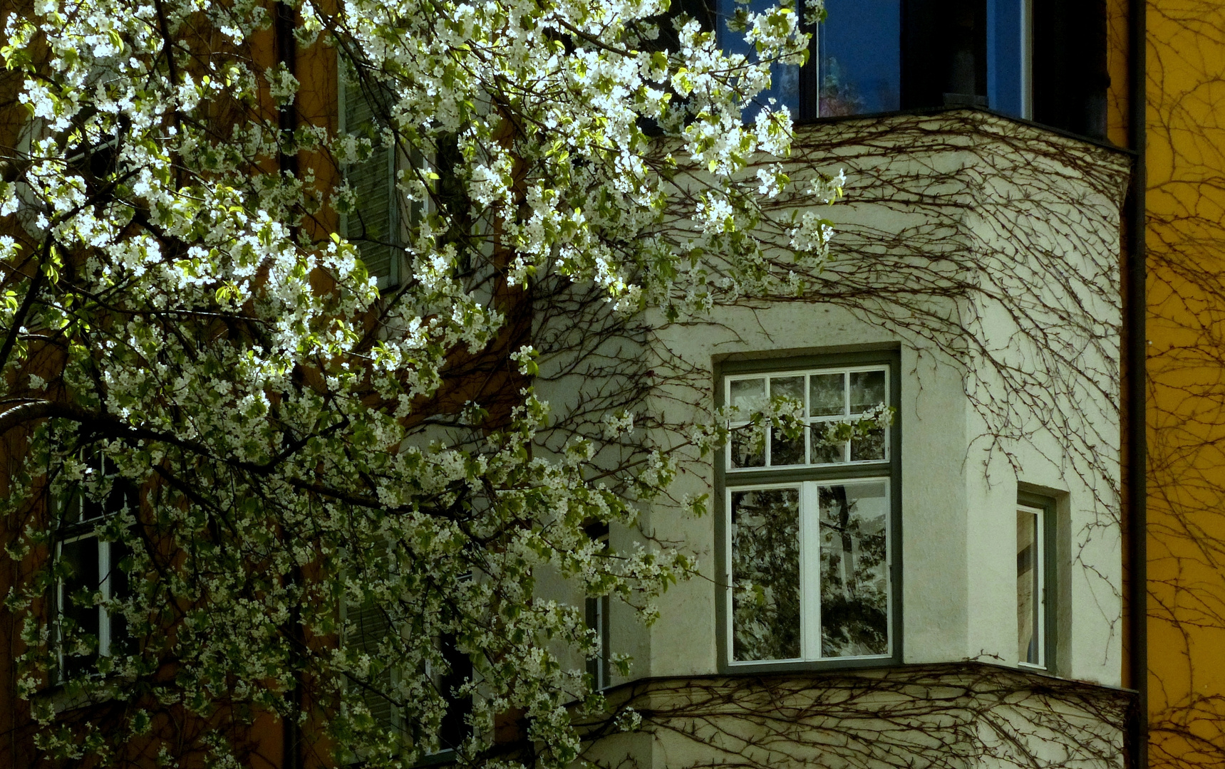 ein Fenster zum Frühling