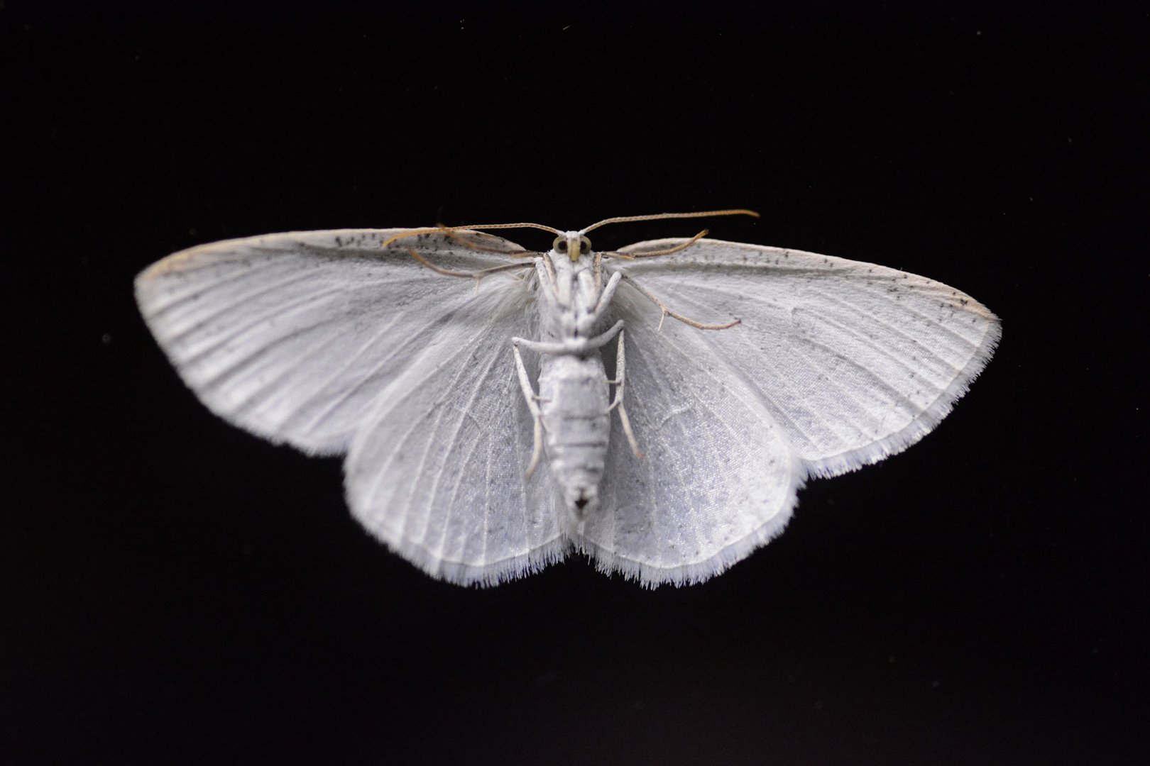 Ein Fenstergucker am Abend. Welcher Schmetterling ist das ?