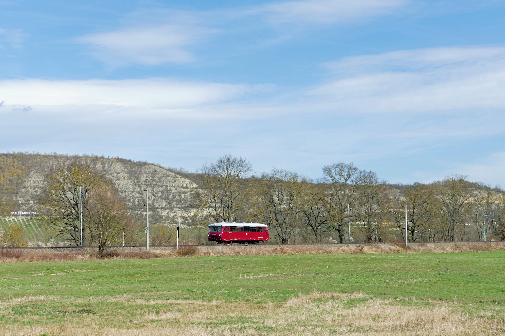 Ein Ferkel an der Saale