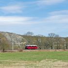 Ein Ferkel an der Saale