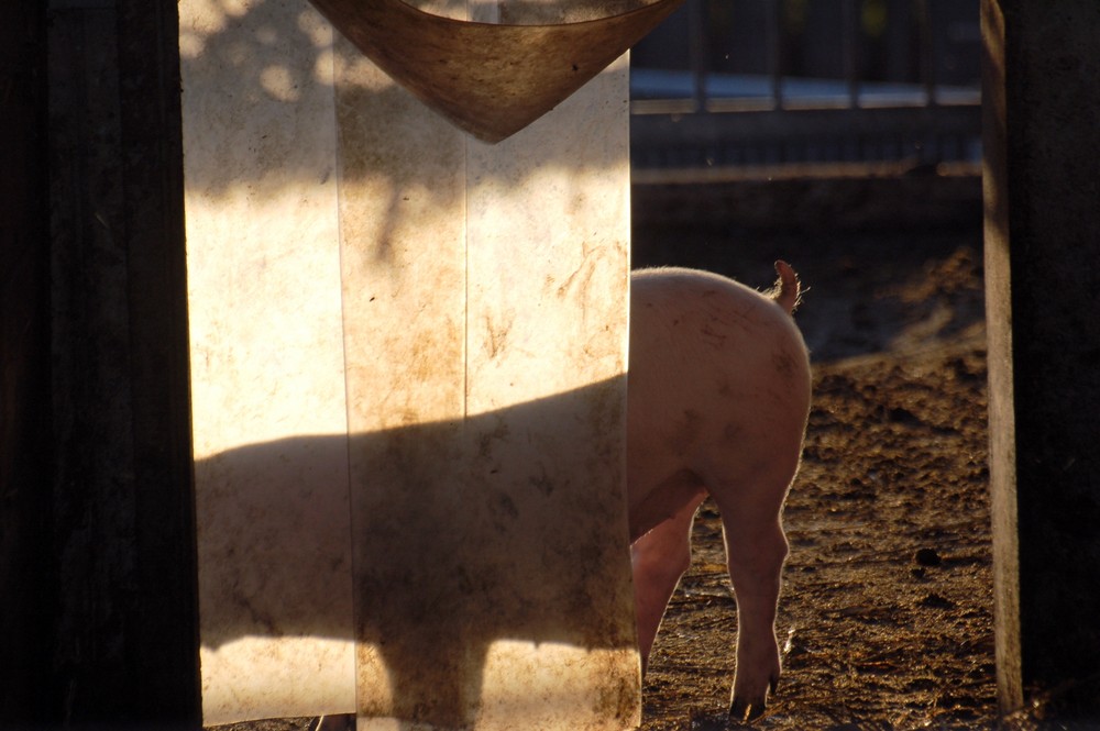 Ein Ferkel hinterm Paravent