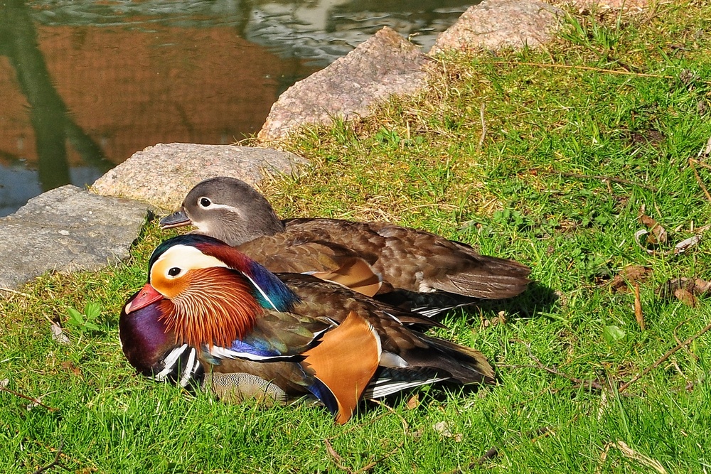 Ein fernöstliches "Gastarbeiter-Pärchen"....