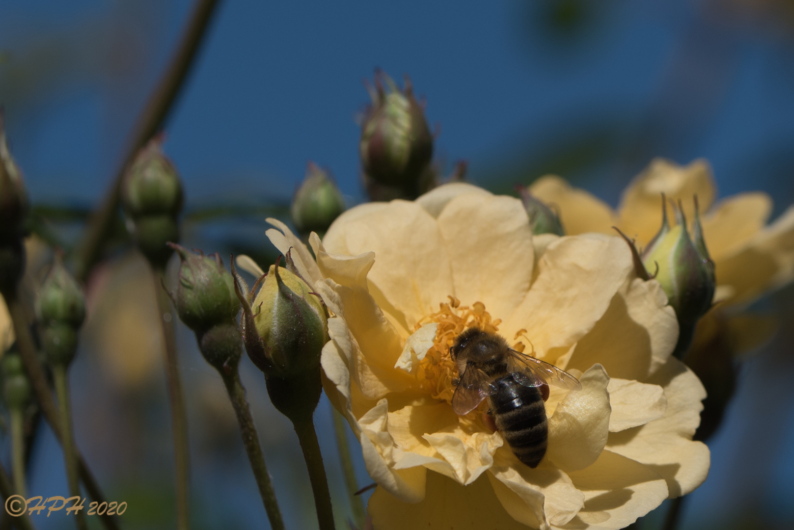 Ein Fest für Bienen