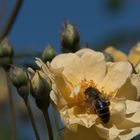 Ein Fest für Bienen