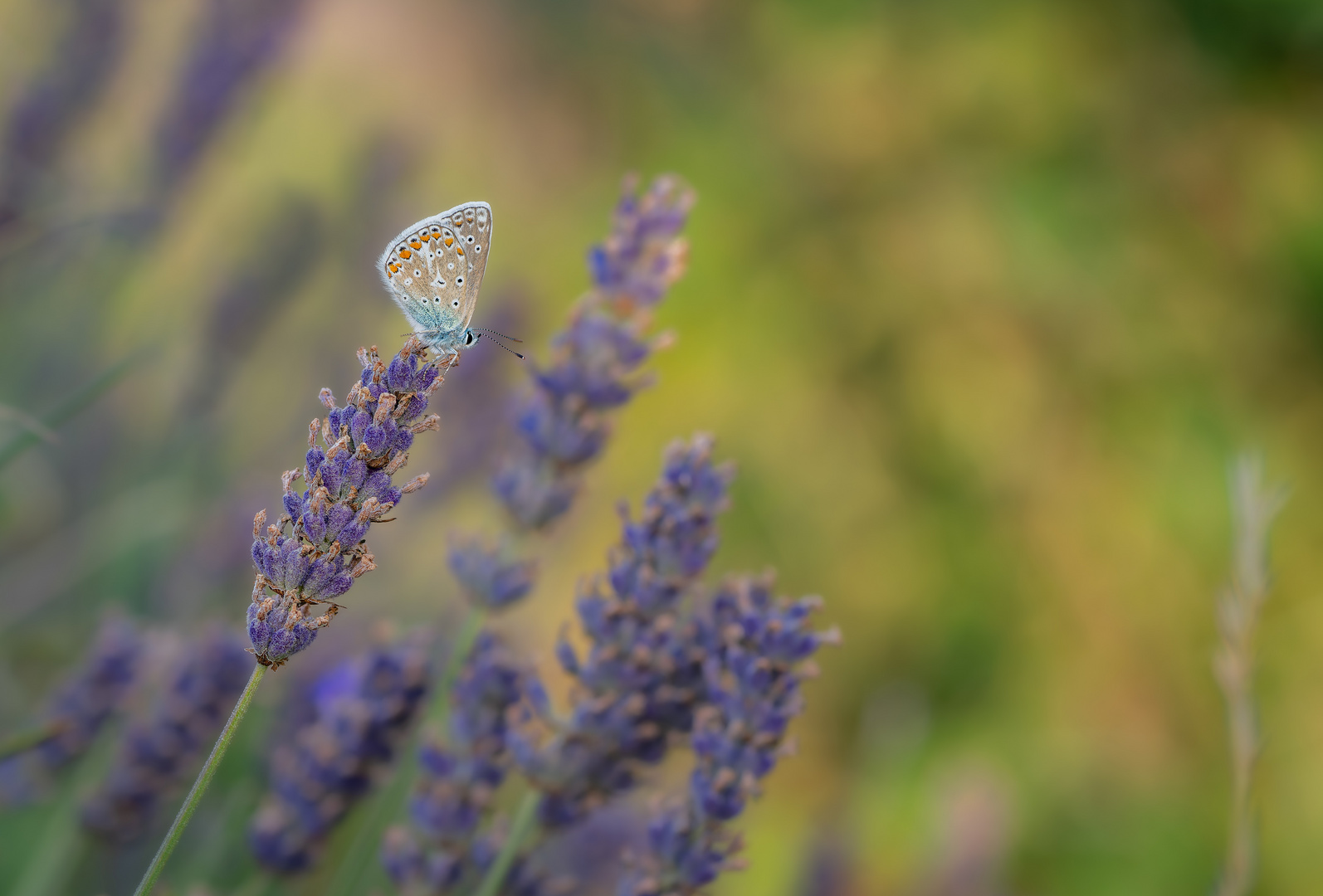 Ein Fest für die Sinne Foto & Bild  fotos, sommer, wiese Bilder auf fotocommunity