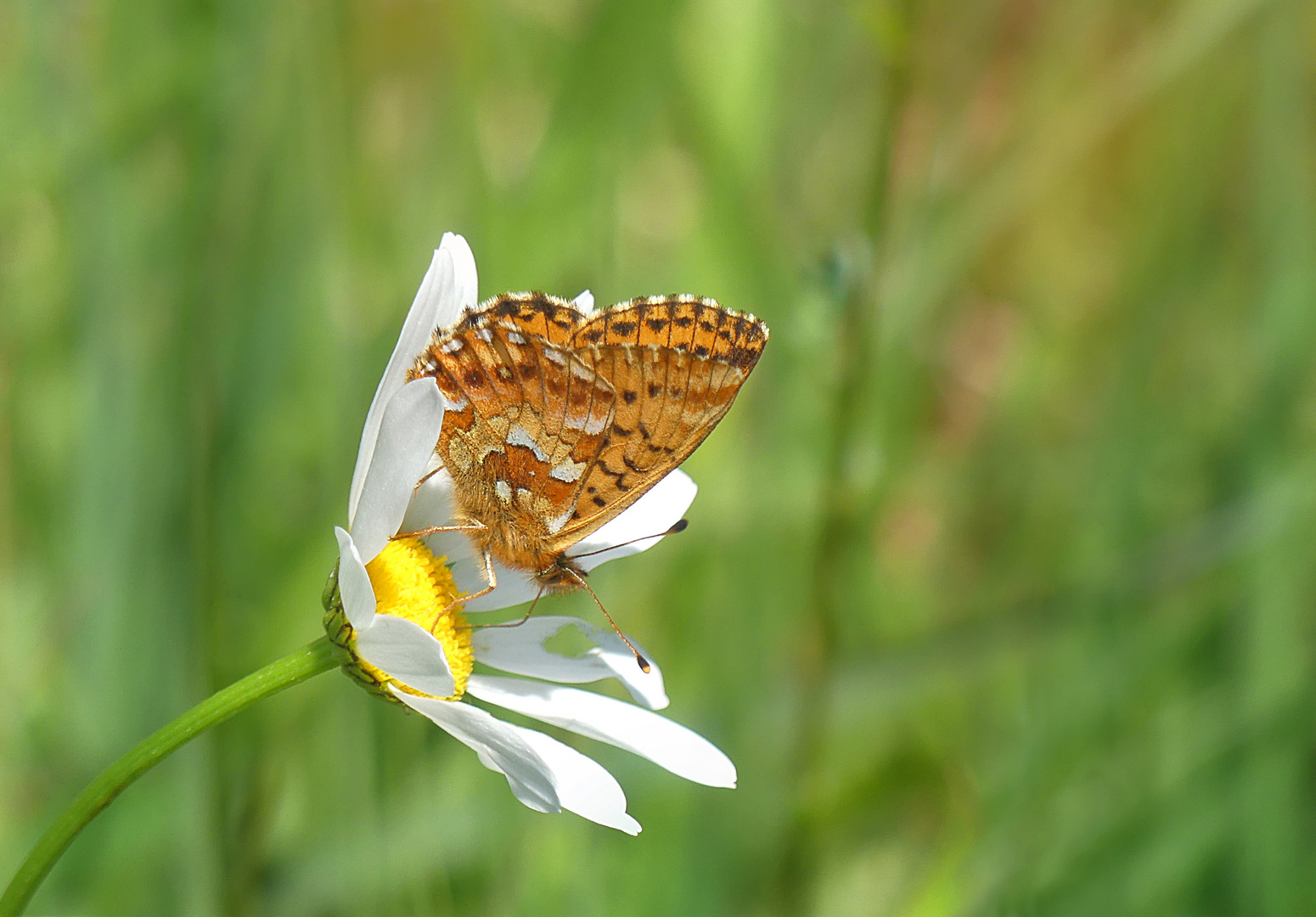 Ein Fest im Hochmoor