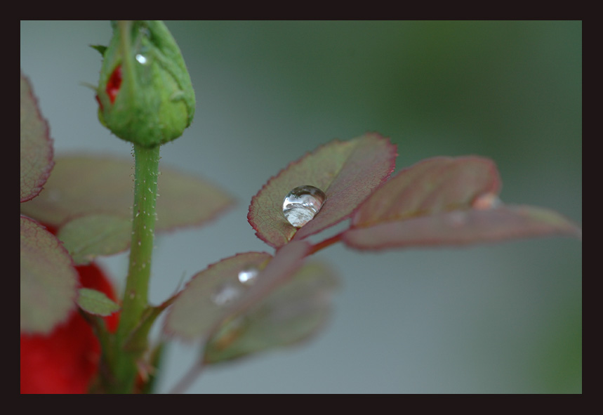 Ein fester Halt am Blatt