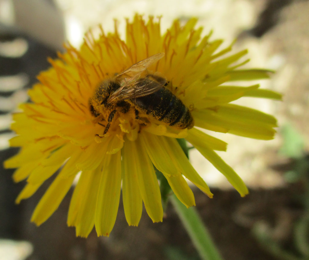 Ein Festmahl für die Bienen ist 