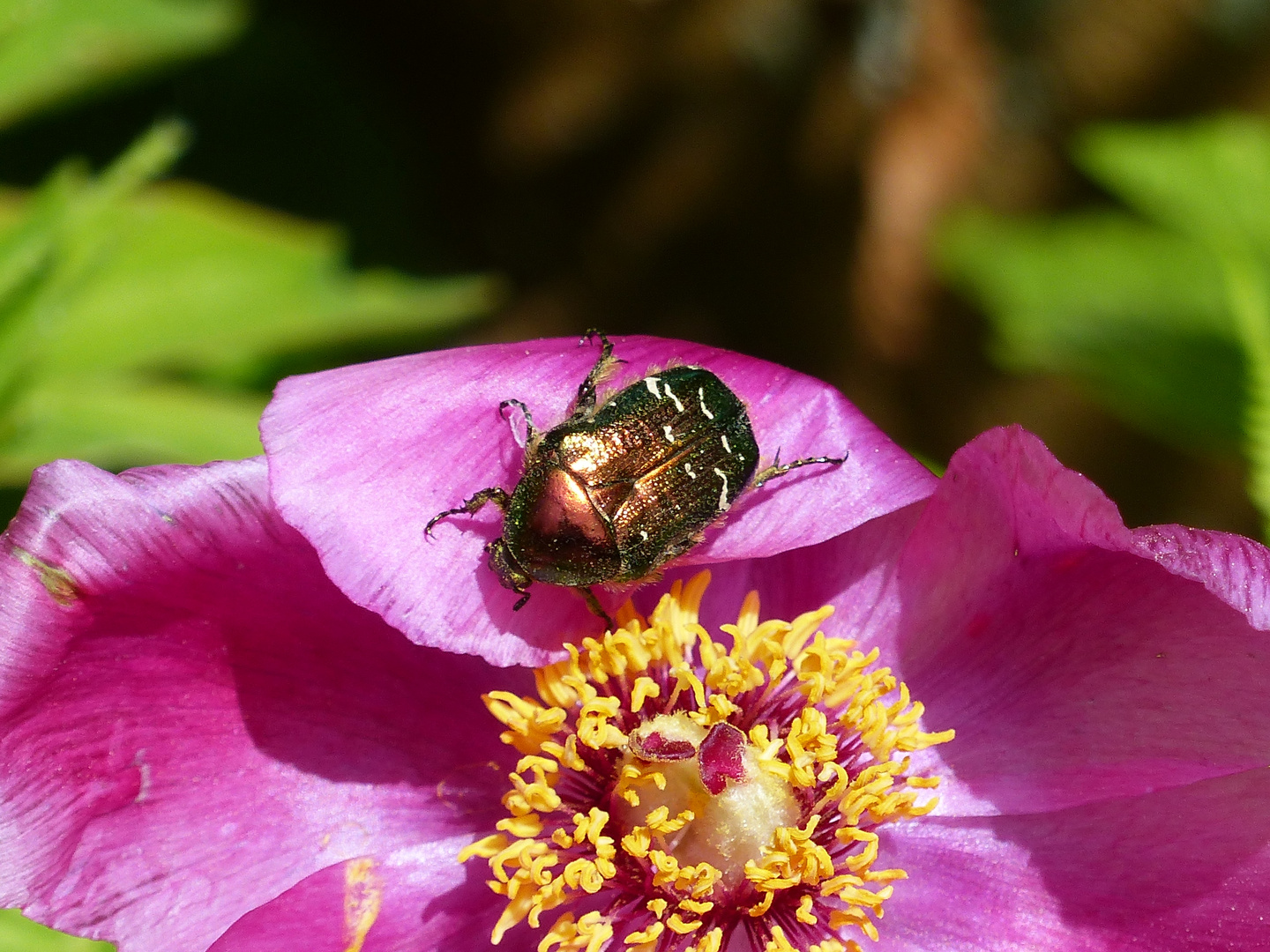 ein fetter Besucher