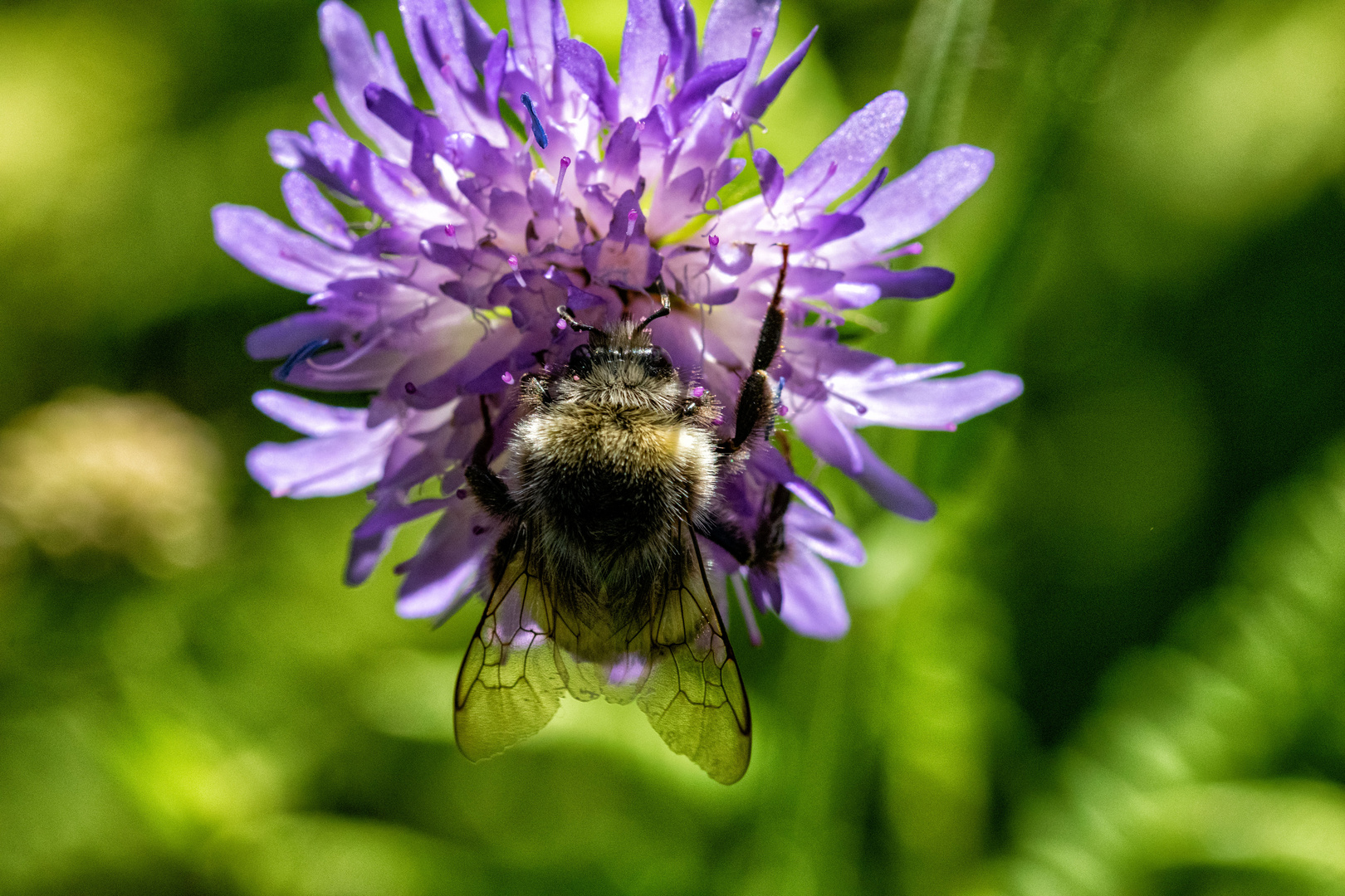 Ein fetter Geselle (Wiesenhummel)