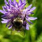 Ein fetter Geselle (Wiesenhummel)