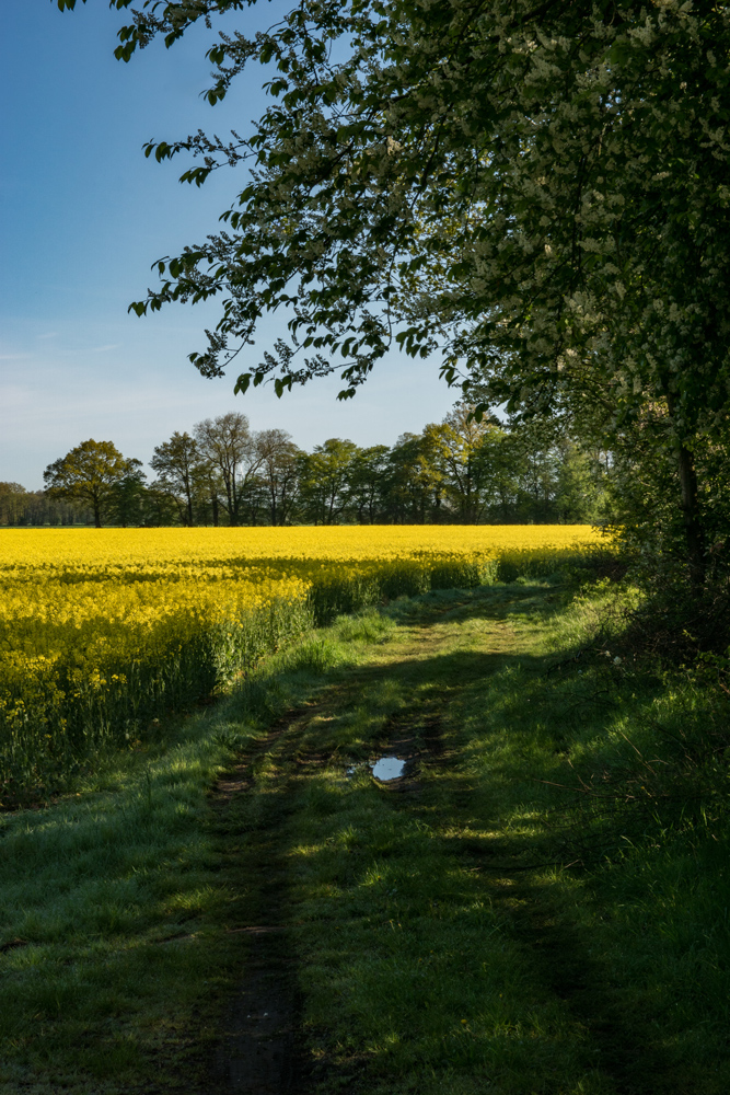 Ein feuchter Weg