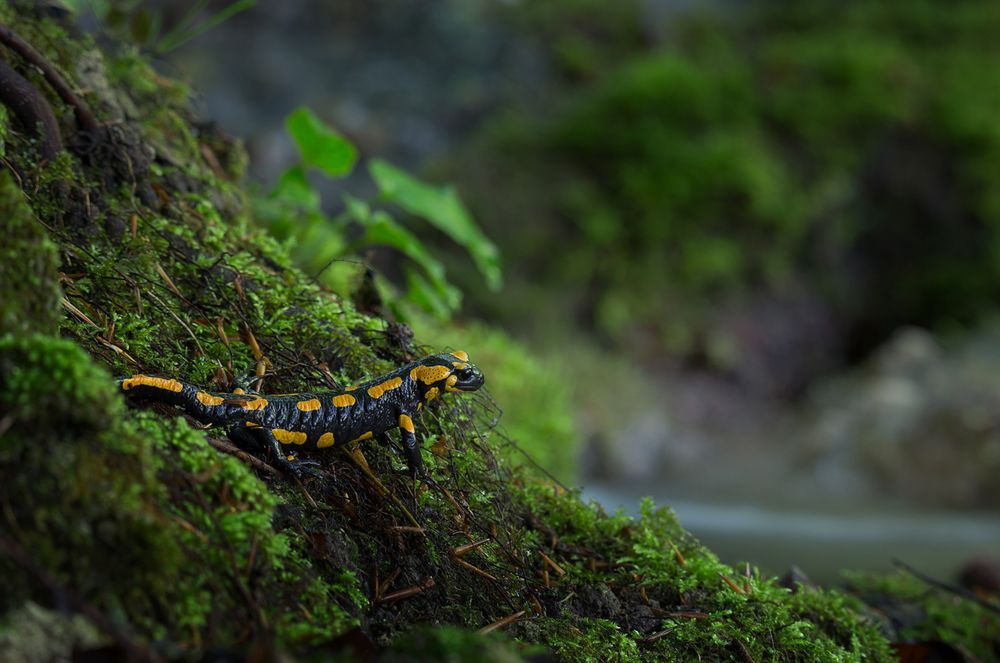 Ein Feuersalamander