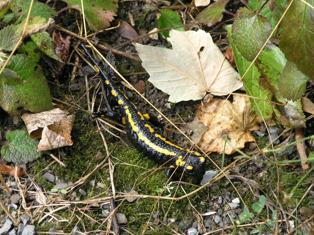 Ein Feuersalamander