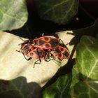 Ein Feuerwanzen-Trio (Pyrrhocoris apterus) beim Sonnenbaden