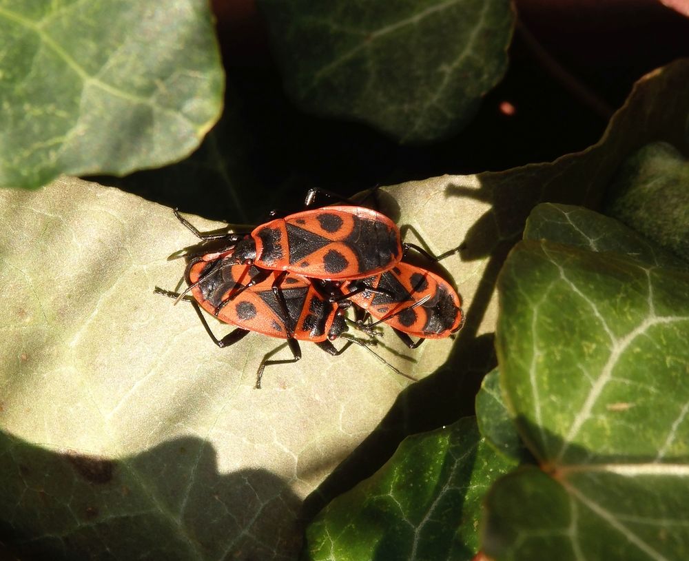 Ein Feuerwanzen-Trio (Pyrrhocoris apterus) beim Sonnenbaden