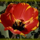 Ein Feuerwerk der Farben - Rot-gelb geflammte Tulpe