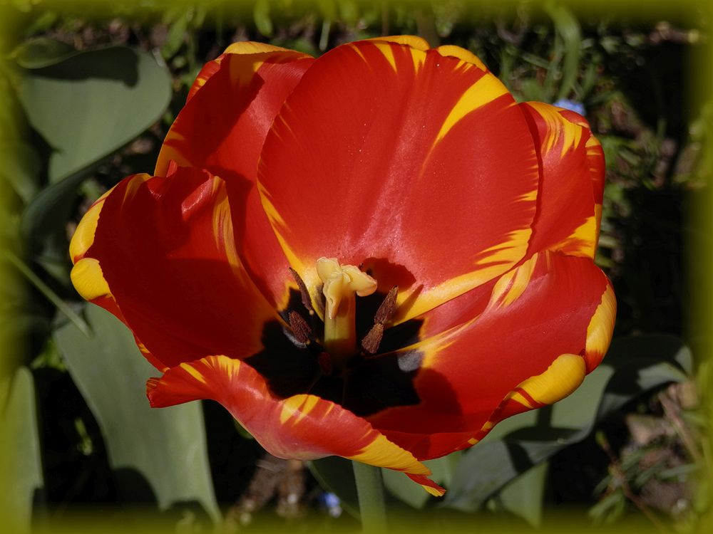 Ein Feuerwerk der Farben - Rot-gelb geflammte Tulpe