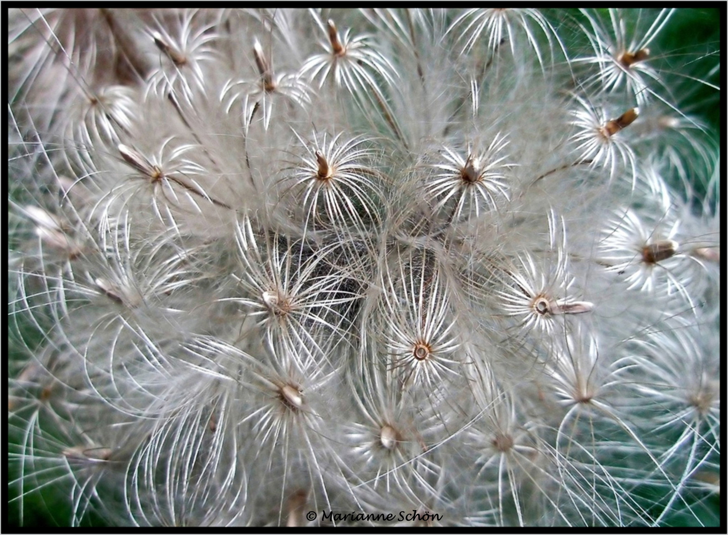 Ein Feuerwerk der Natur...