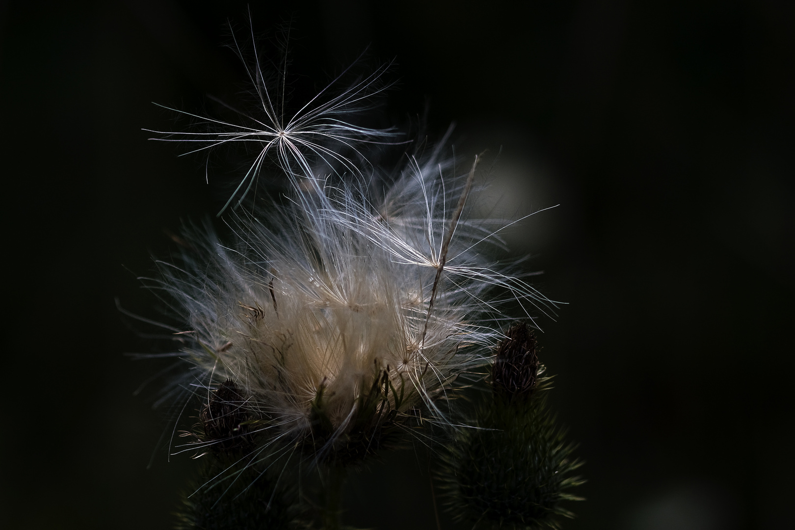 Ein Feuerwerk der Natur