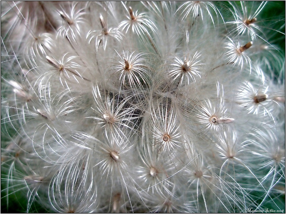 Ein Feuerwerk der Natur...