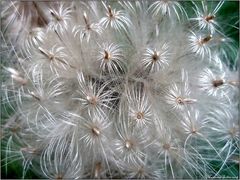 Ein Feuerwerk der Natur...