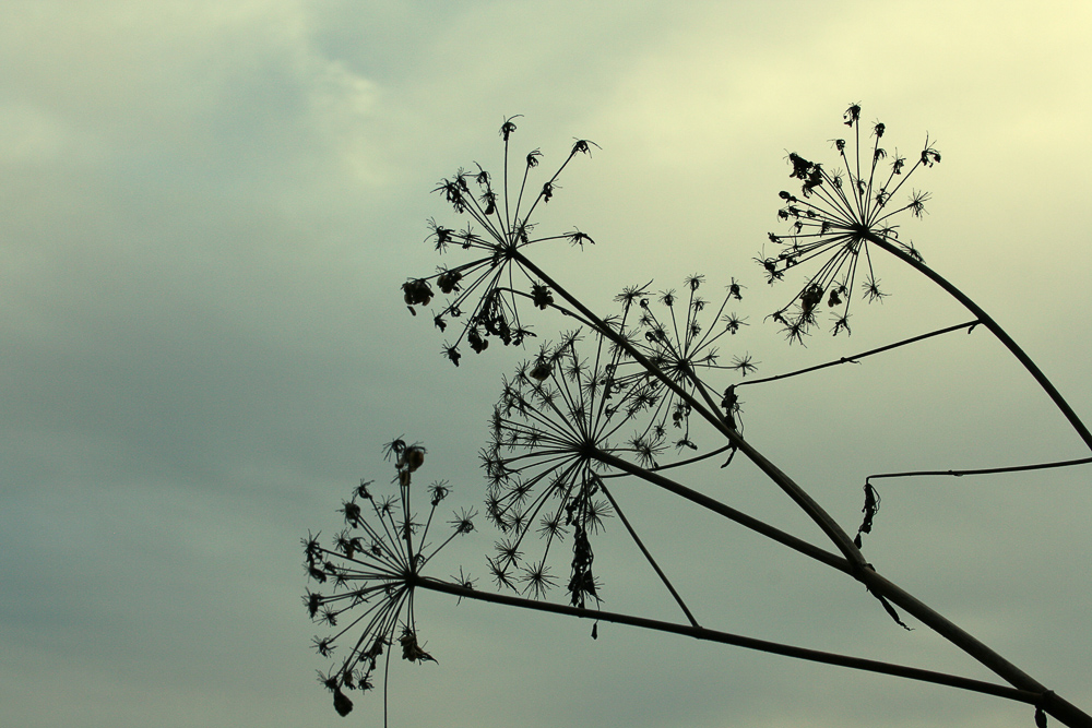 ein Feuerwerk der Natur