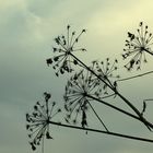 ein Feuerwerk der Natur